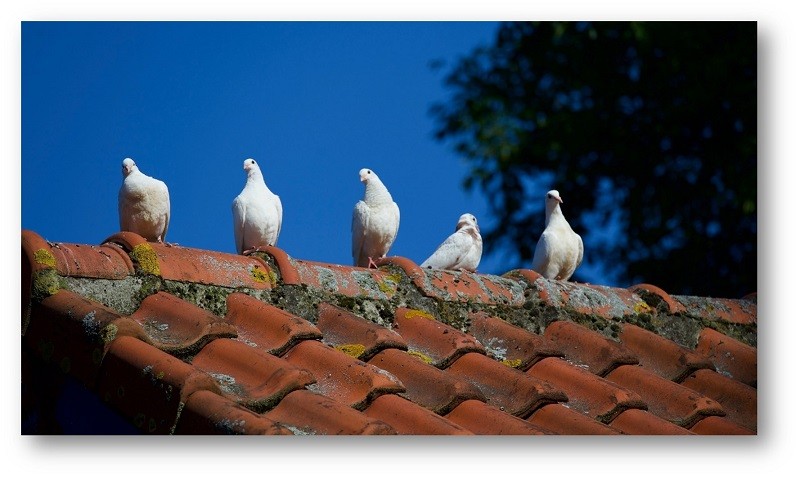 Najboljši material za prekrivanje strehe leta 2023